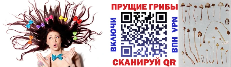 Галлюциногенные грибы GOLDEN TEACHER  где найти   Велиж 